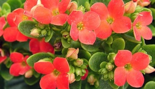 Kalanchoe pour le traitement de la prostatite chronique